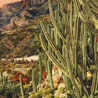 All�es et massifs du Jardin Exotique de Monaco. ca 1930-1960. Cartes postales photochromes Edition d�art Rostan et Munier, Les belles �ditions fran�aises, Editions SEPT, Edition du Jardin Exotique, Real-Photo, Editions Rella Fonds patrimonial, M�diath�que